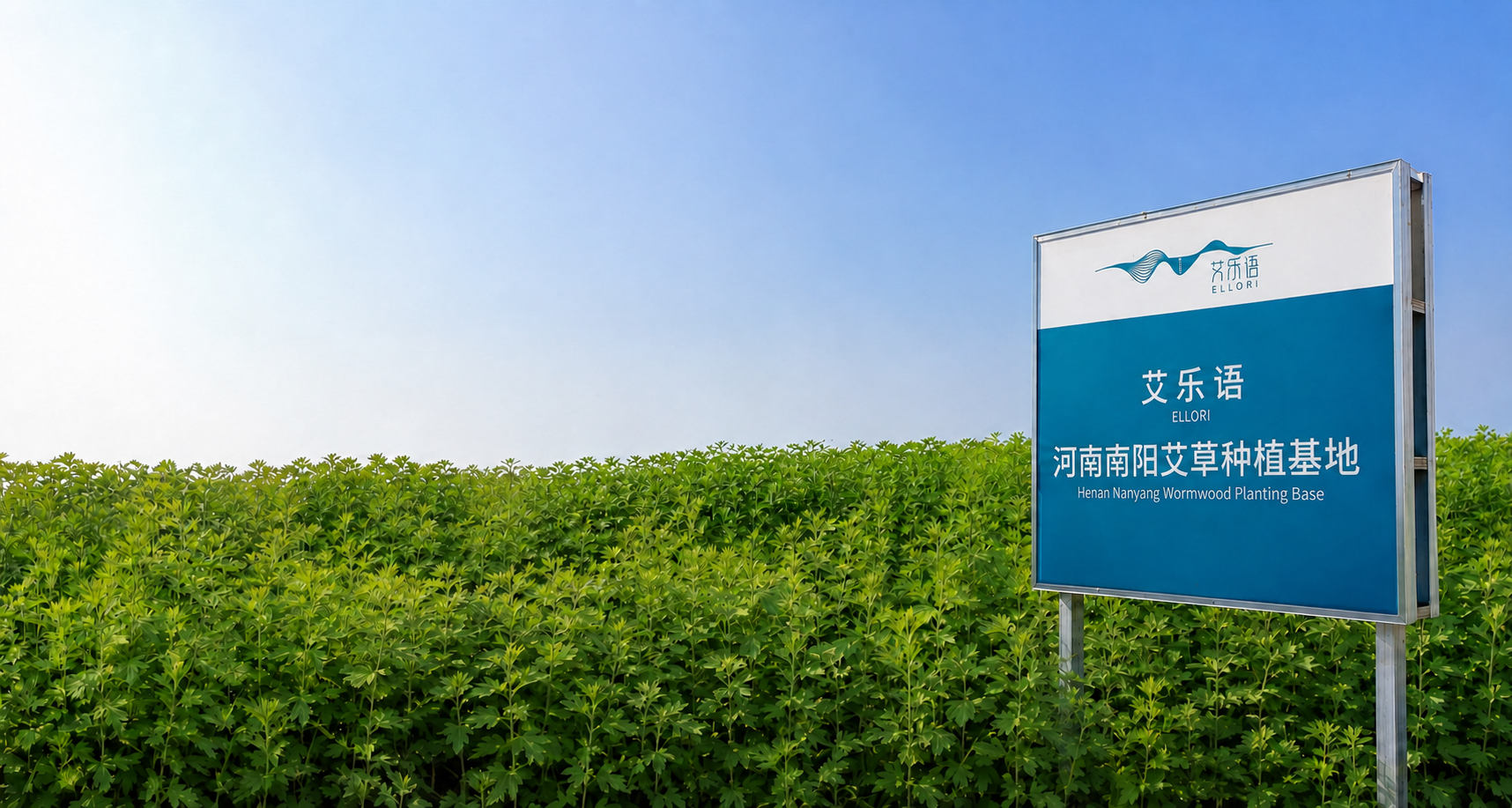 艾乐语品牌Banner